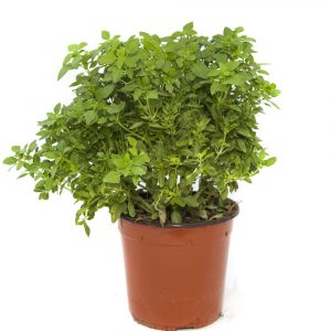 Albahaca-0