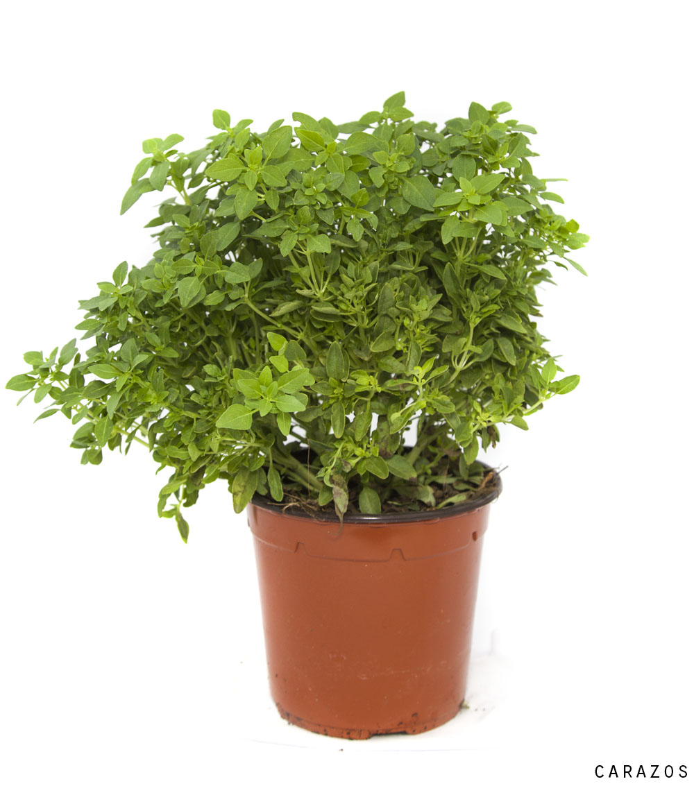 Albahaca-0