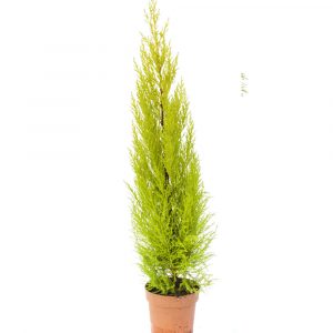 Cupressus "Gold Crest"-0