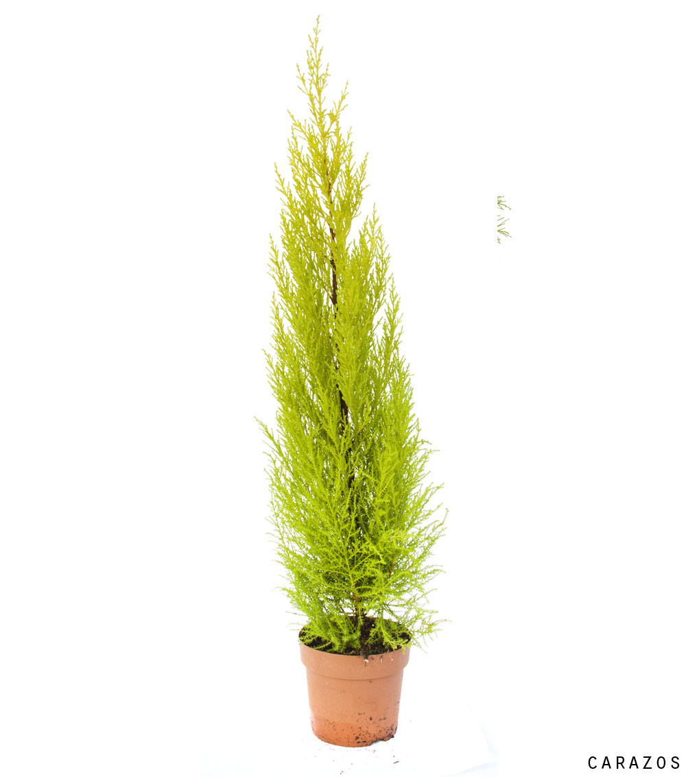 Cupressus “Gold Crest”-0