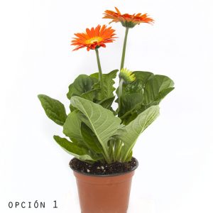 Gerbera-0