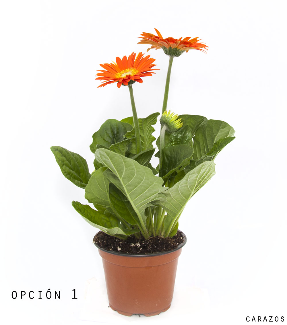 Gerbera-0