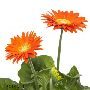 Gerbera-802