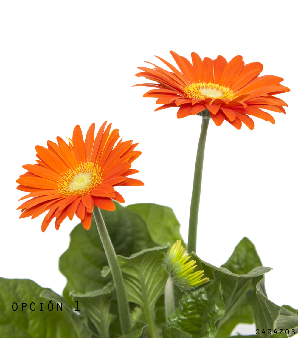 Gerbera-802