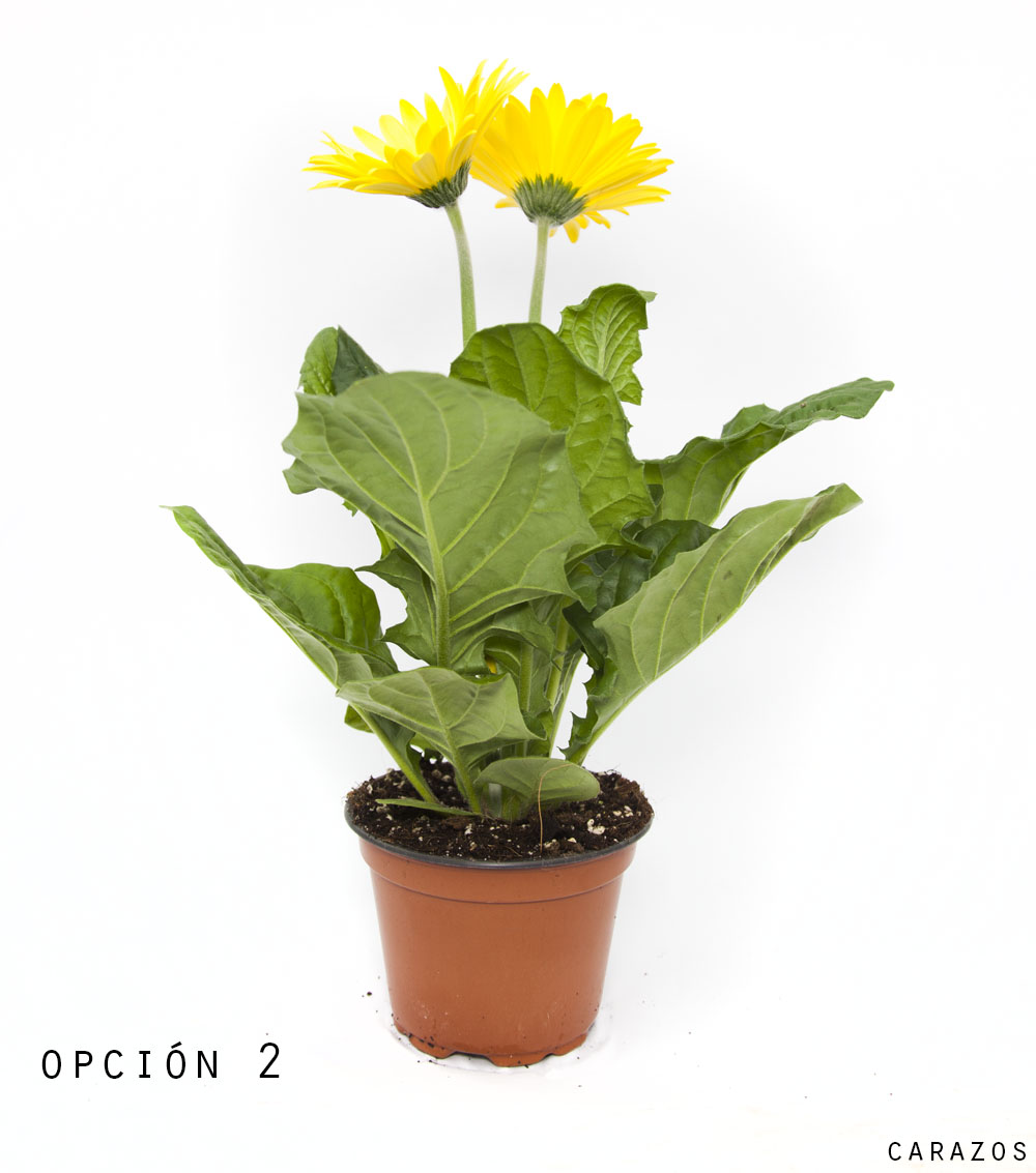 Gerbera-799