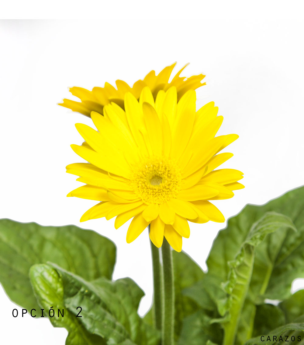 Gerbera-797