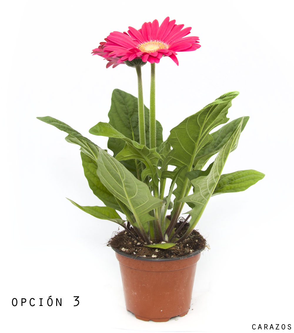 Gerbera-803