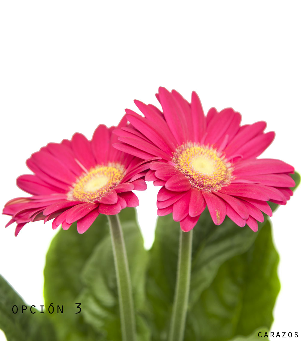 Gerbera-804