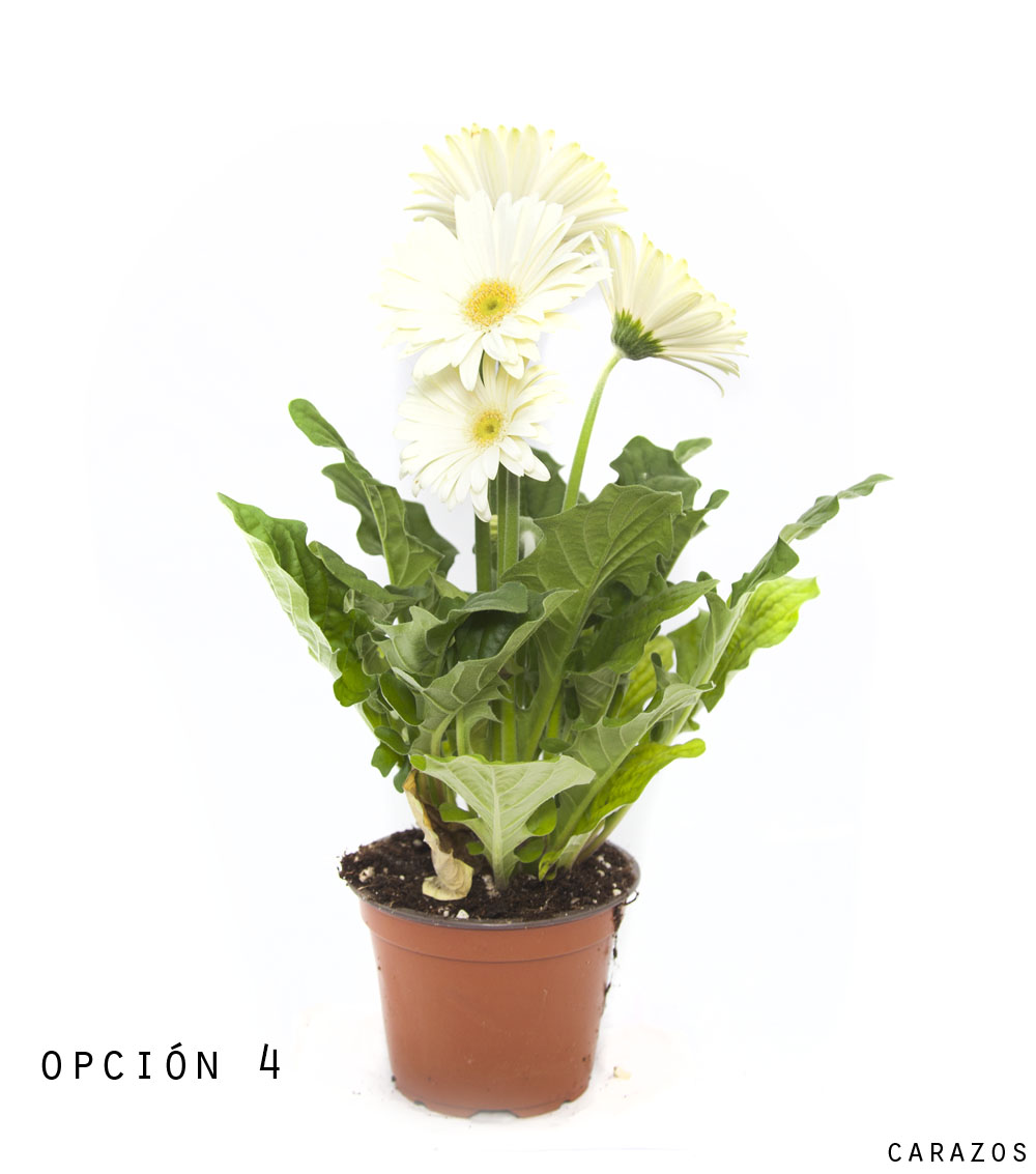 Gerbera-800