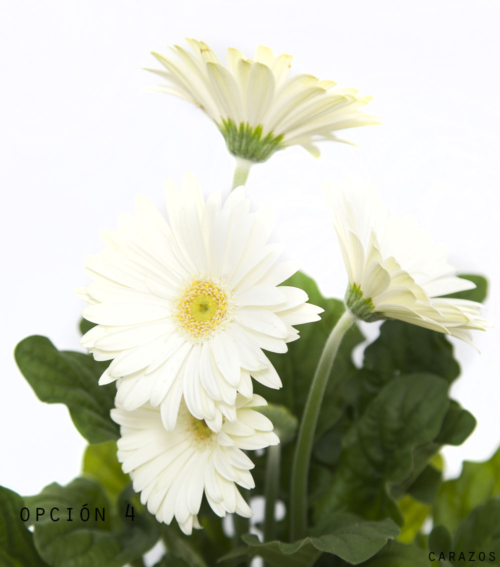 Gerbera-801