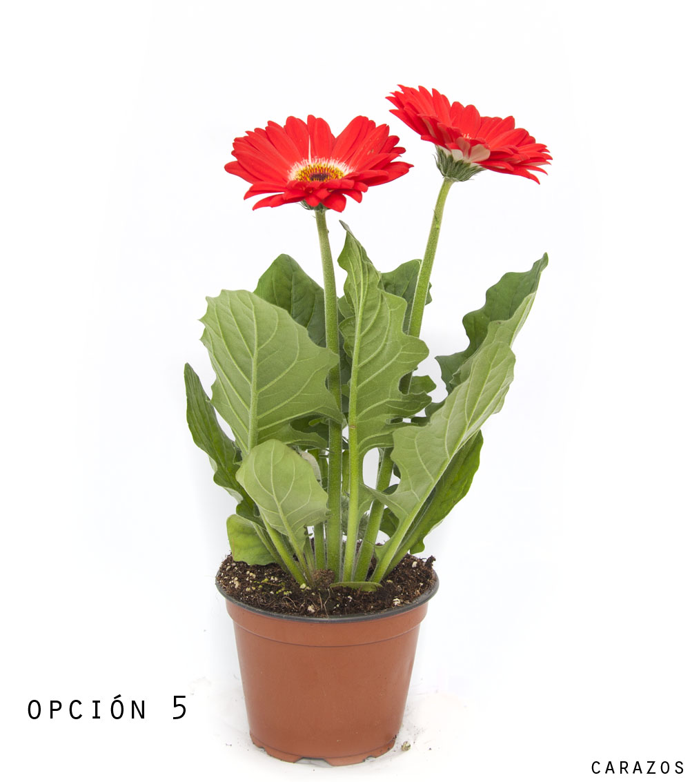 Gerbera-805