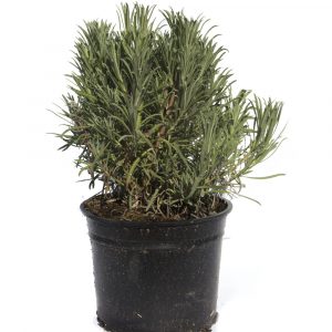 Lavandula "Lavanda"-0