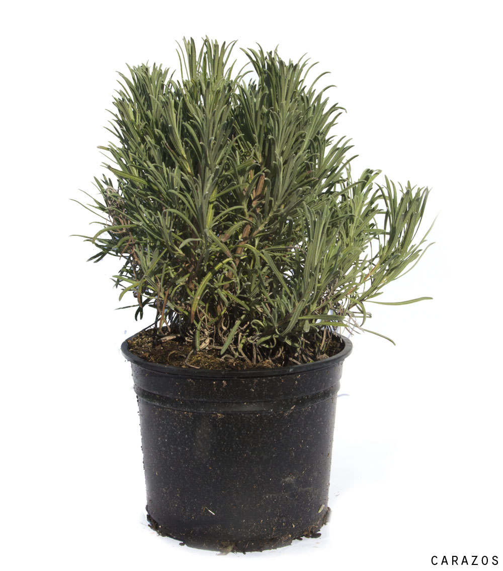 Lavandula “Lavanda”-0