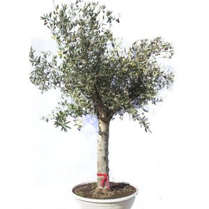 Olivo "Olea Europaea"-0