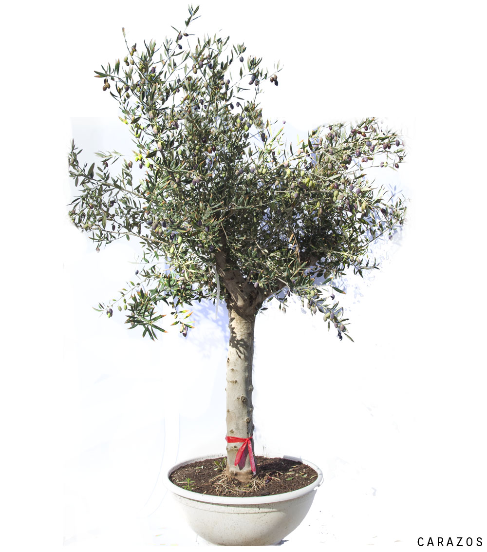 Olivo “Olea Europaea”-0