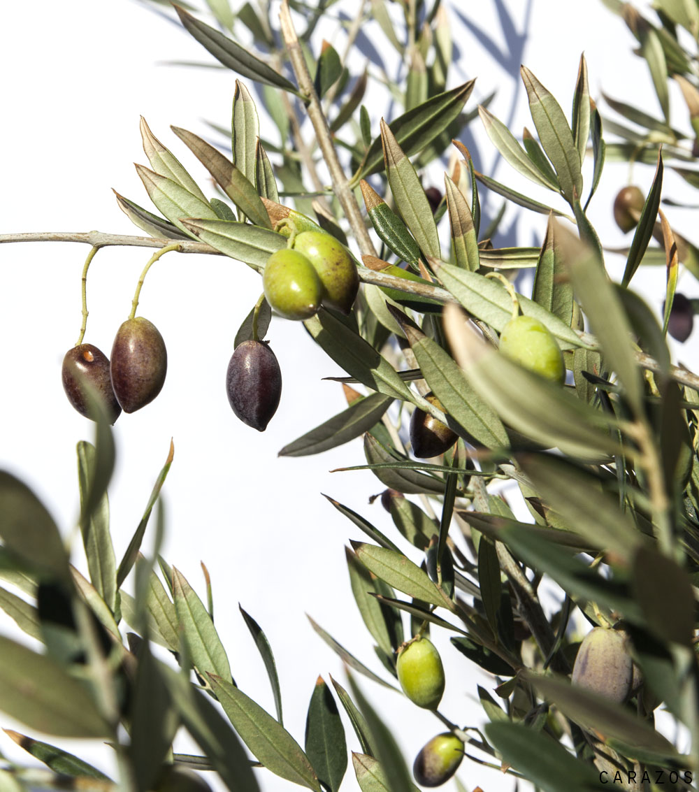 Olivo “Olea Europaea”-744