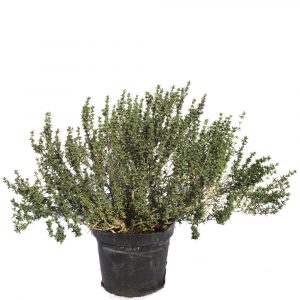 Thymus Vulgaris "Tomillo"-776
