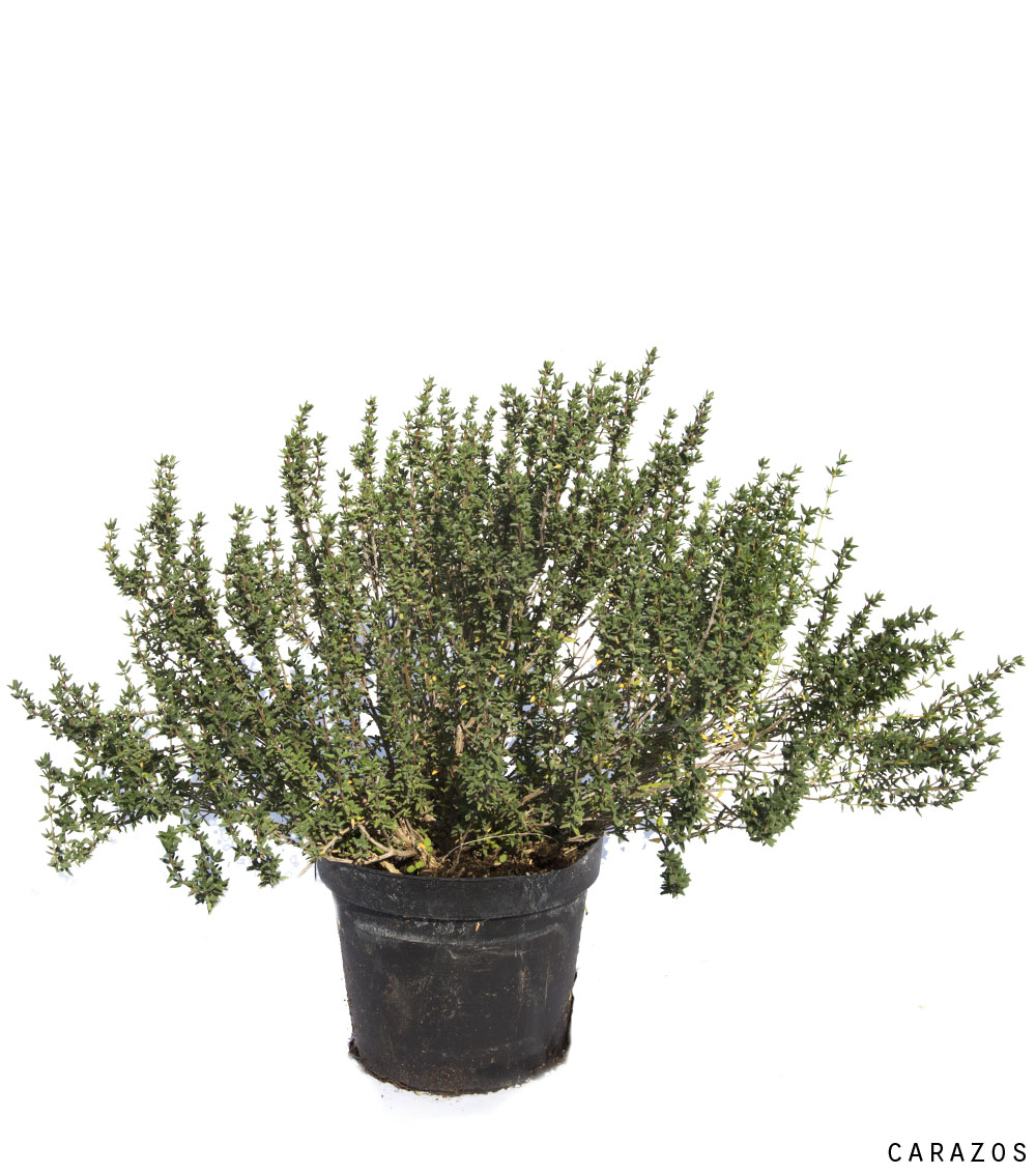 Thymus Vulgaris “Tomillo”-776