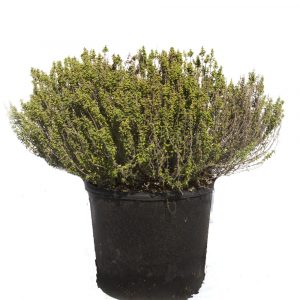 Thymus Vulgaris "Tomillo"-0