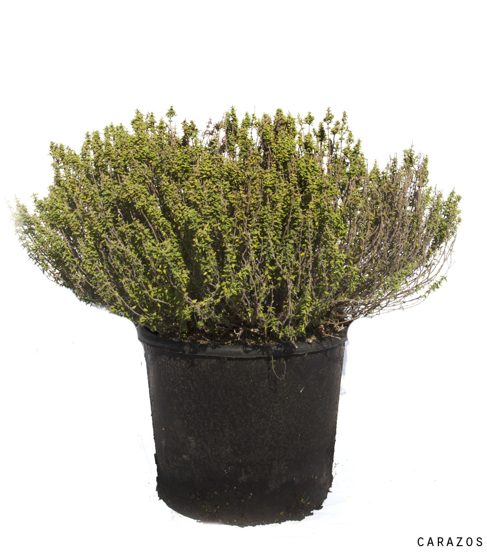 Thymus Vulgaris “Tomillo”-0