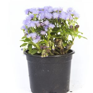 Ageratum-0