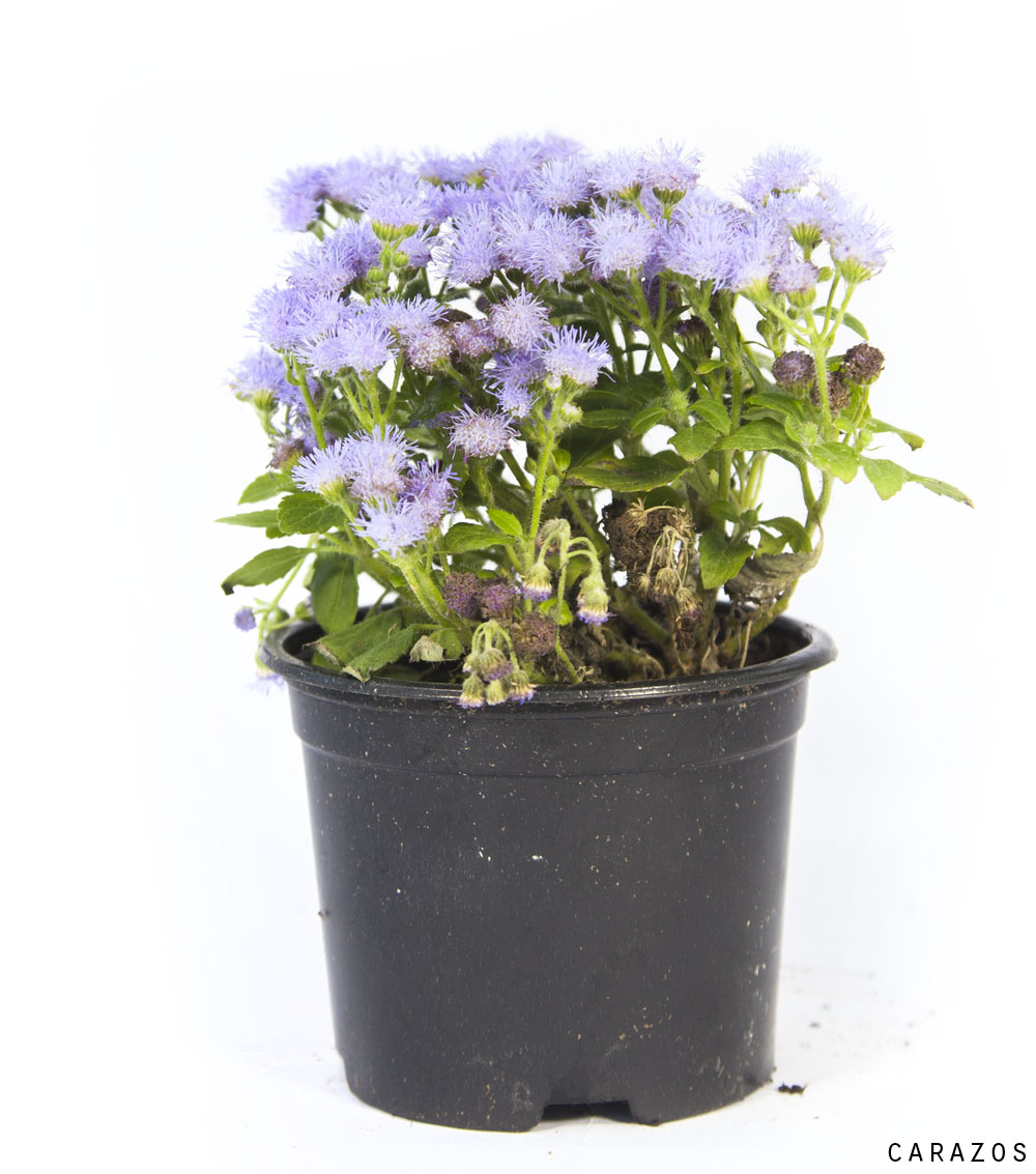 Ageratum-0