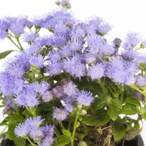Ageratum-1070