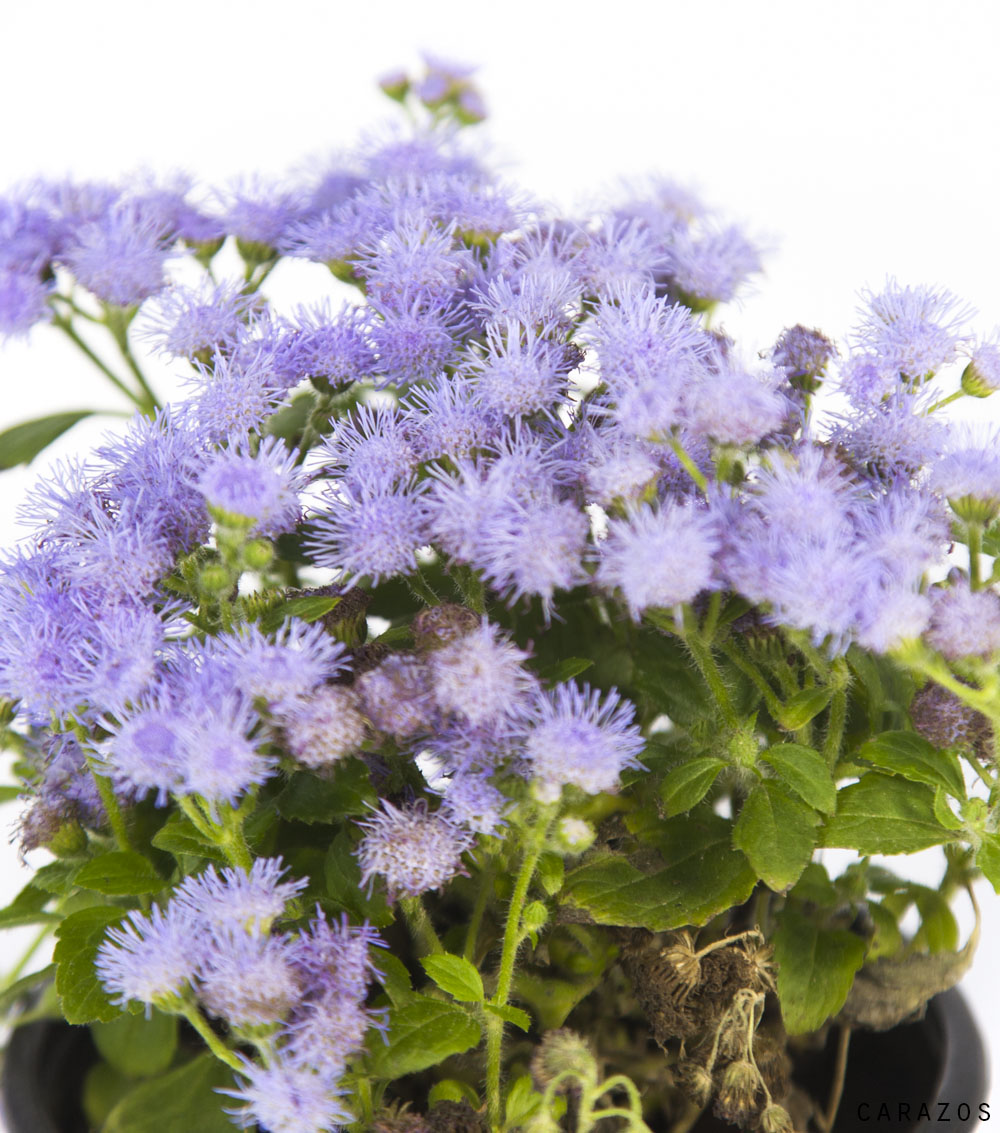 Ageratum-1070