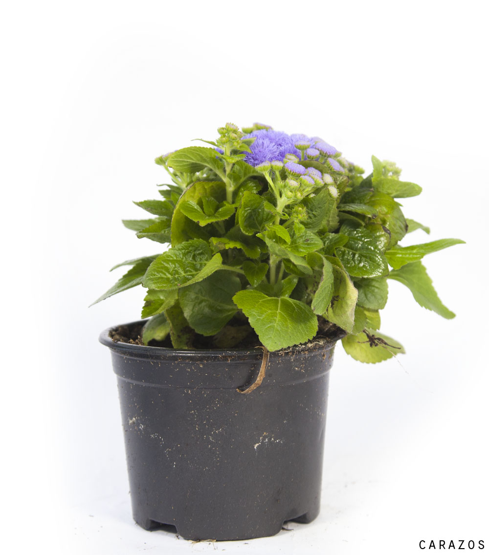 Ageratum-1072