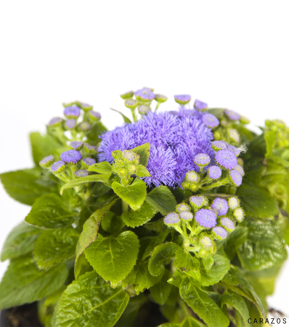 Ageratum-1071