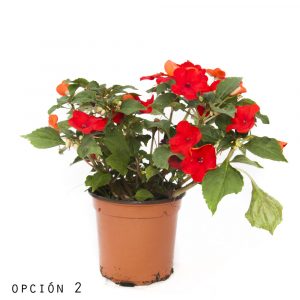 Alegria Cristalina-858