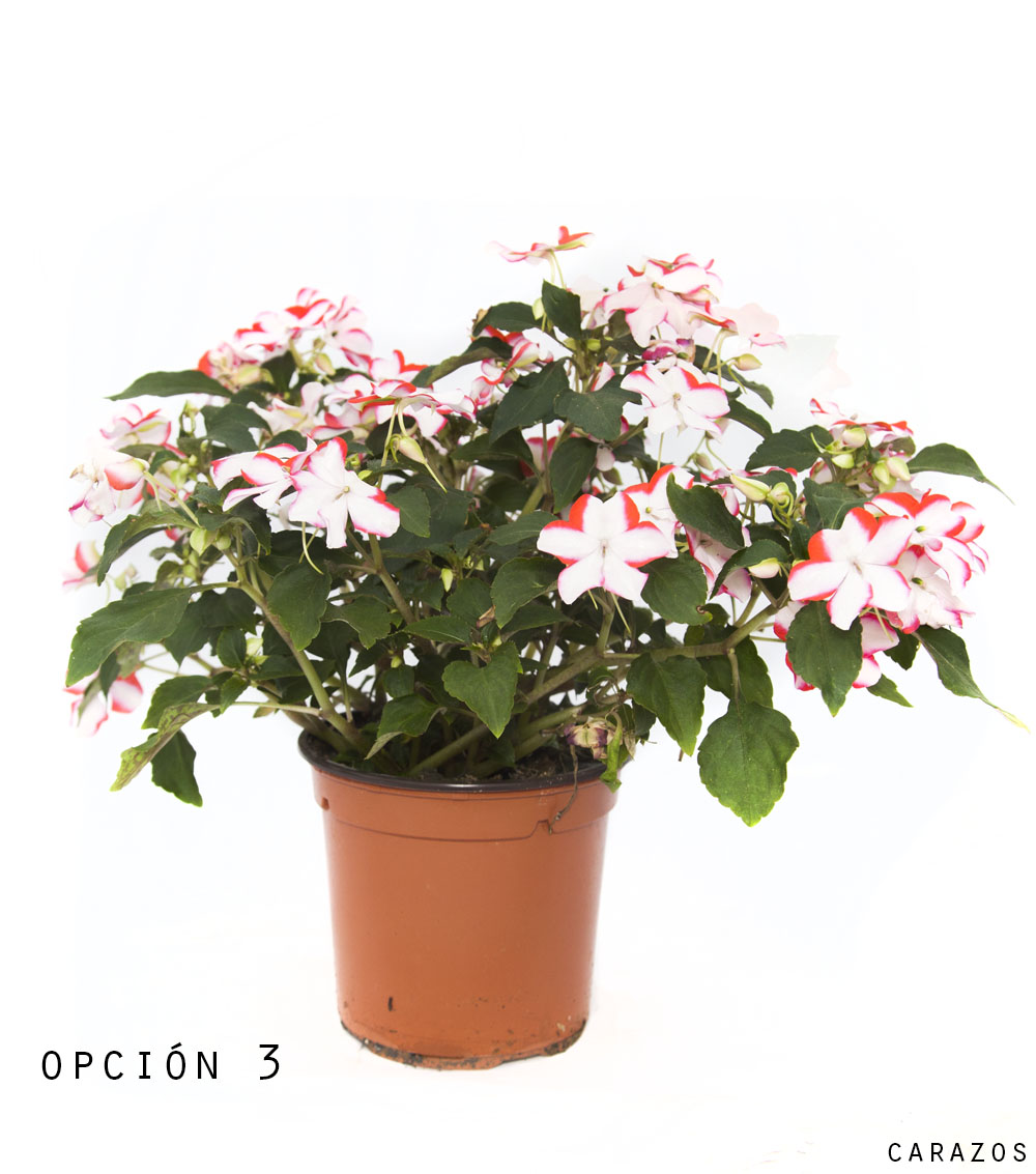 Alegria Cristalina-862