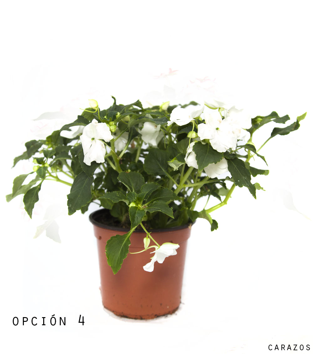 Alegria Cristalina-857