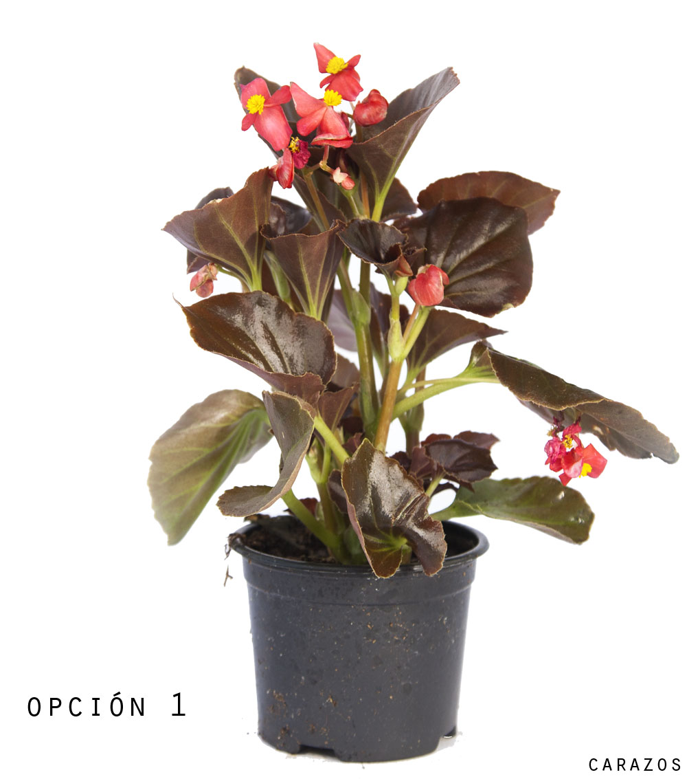 Begonia Semperflorens-0