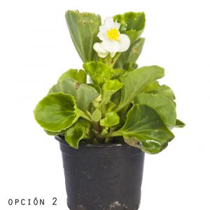 Begonia Semperflorens-1143