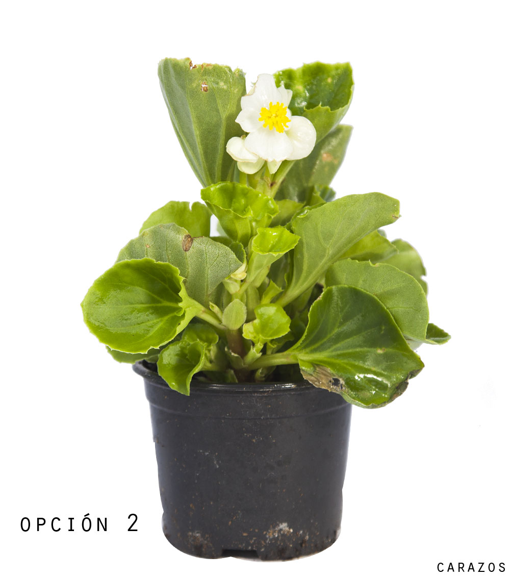 Begonia Semperflorens-1143