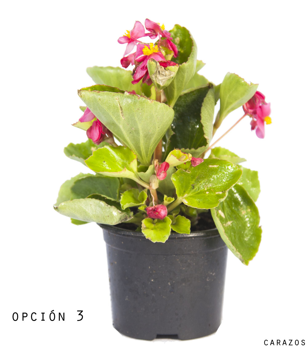 Begonia Semperflorens-1144