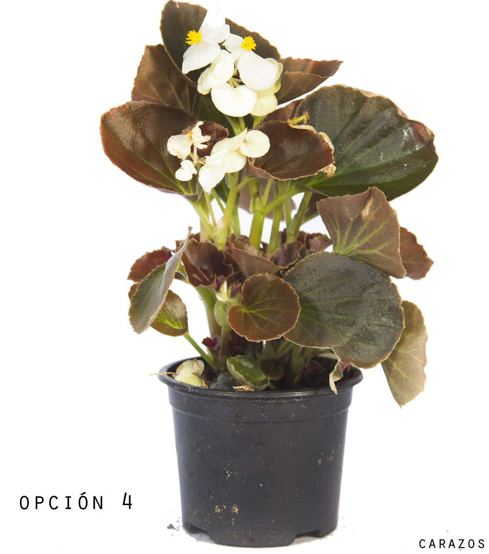 Begonia Semperflorens-1145