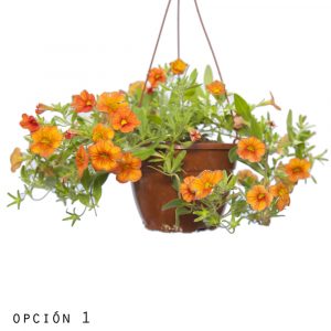 Calibrochoa-0