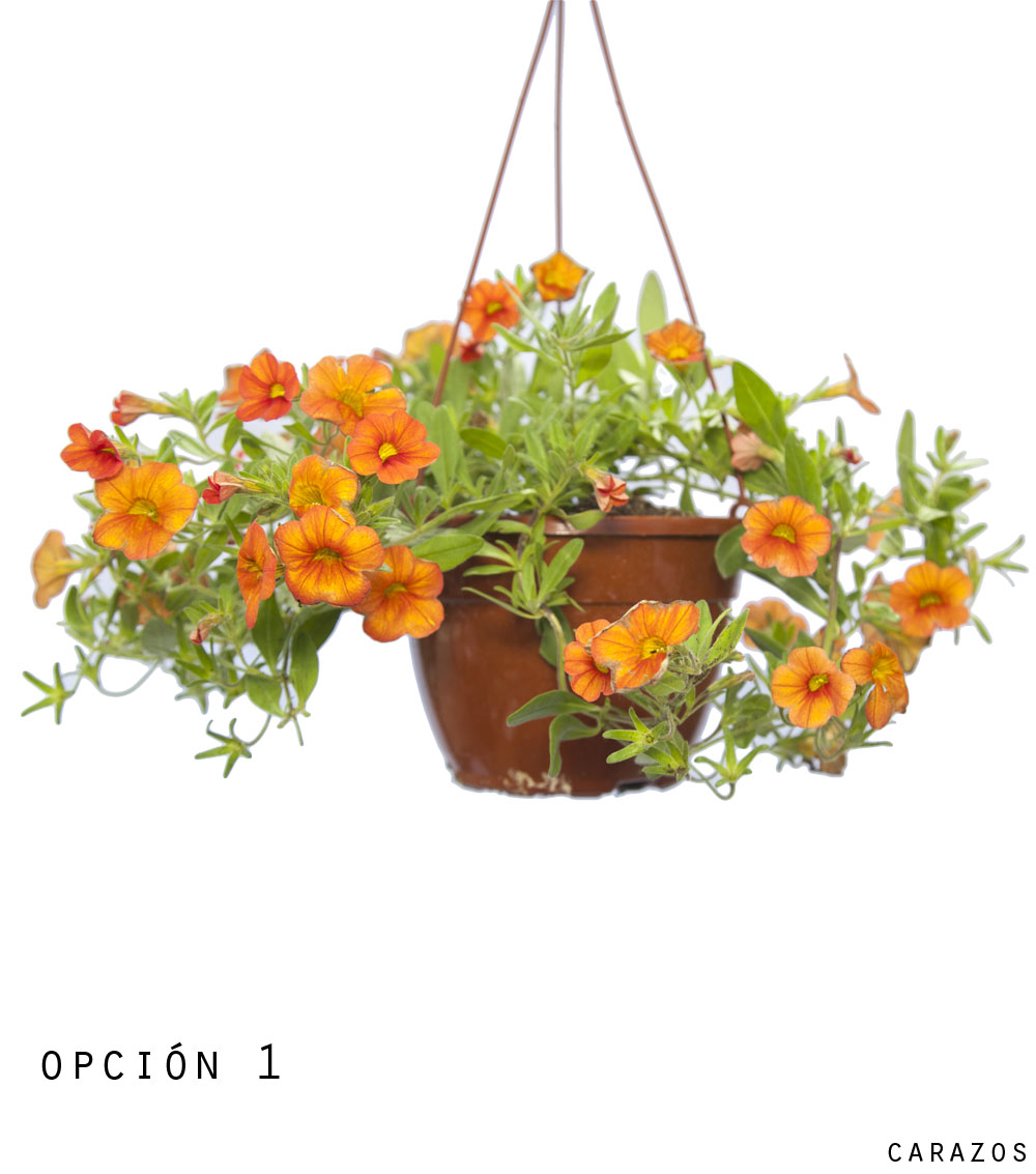 Calibrochoa-0