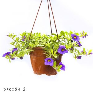 Calibrochoa-993