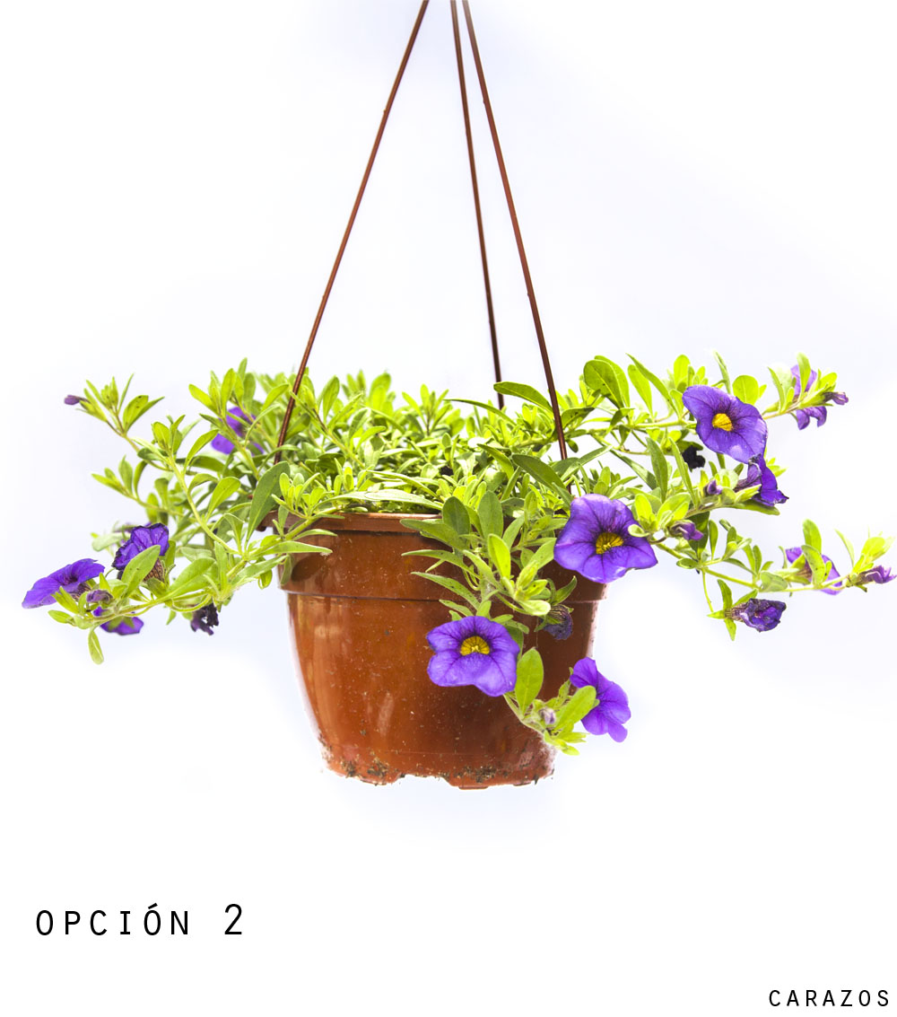 Calibrochoa-993