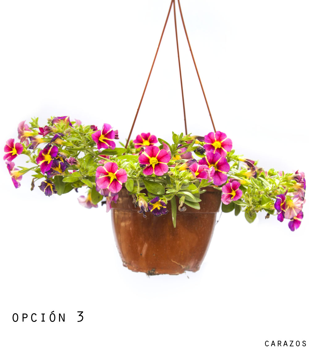 Calibrochoa-996