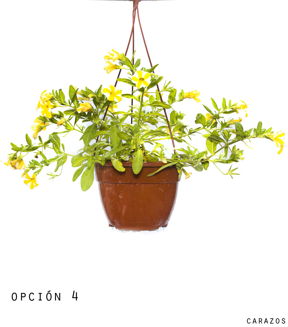 Calibrochoa-995