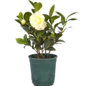 Camelia-0