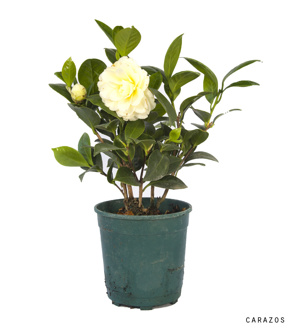Camelia-0
