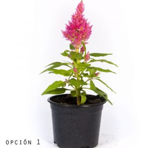 Celosia-0
