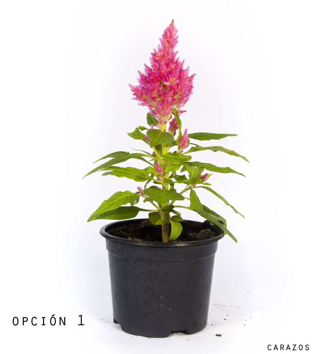 Celosia-0
