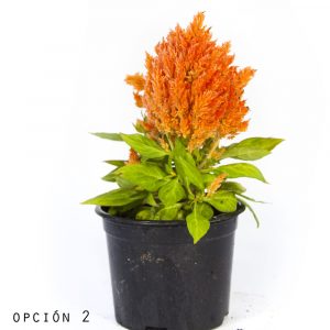 Celosia-1078