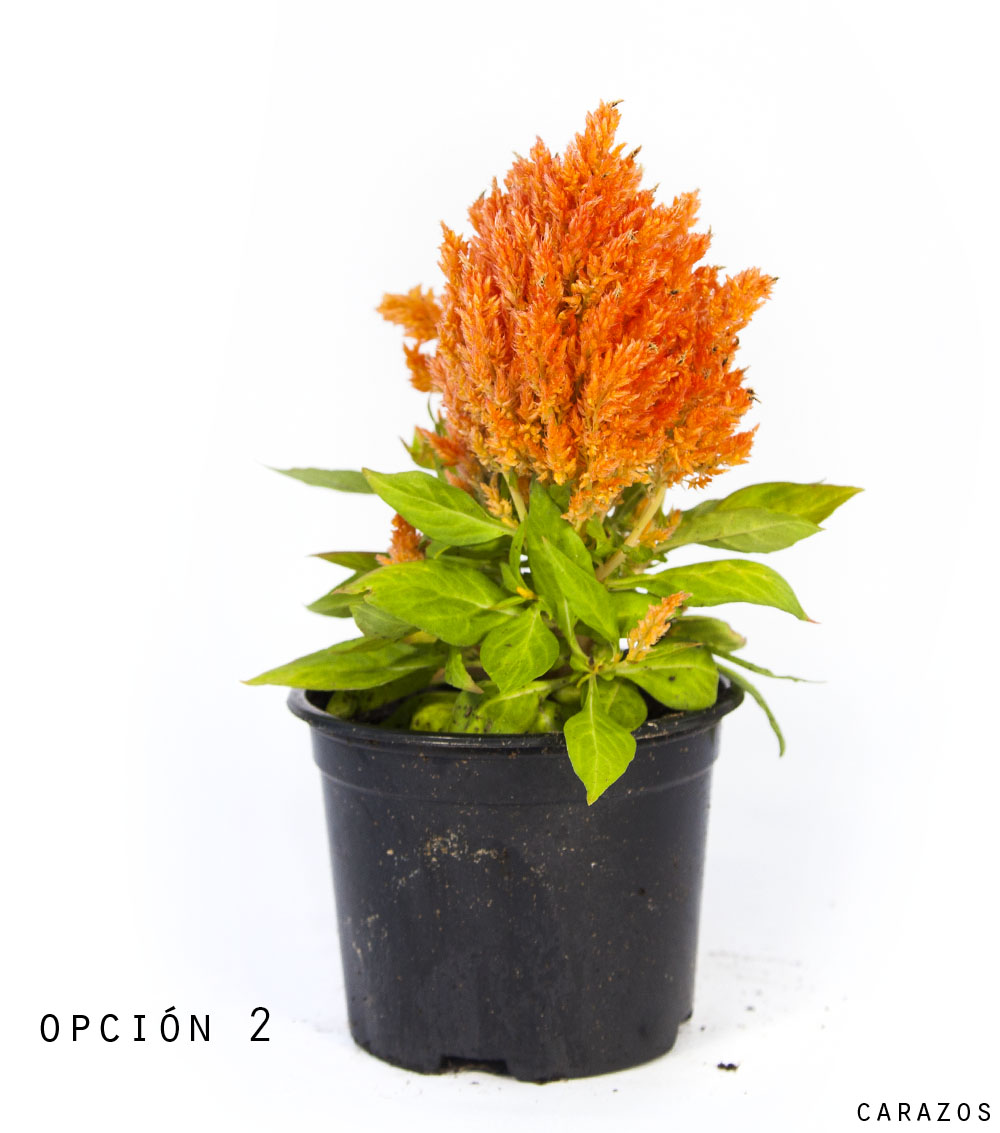 Celosia-1078